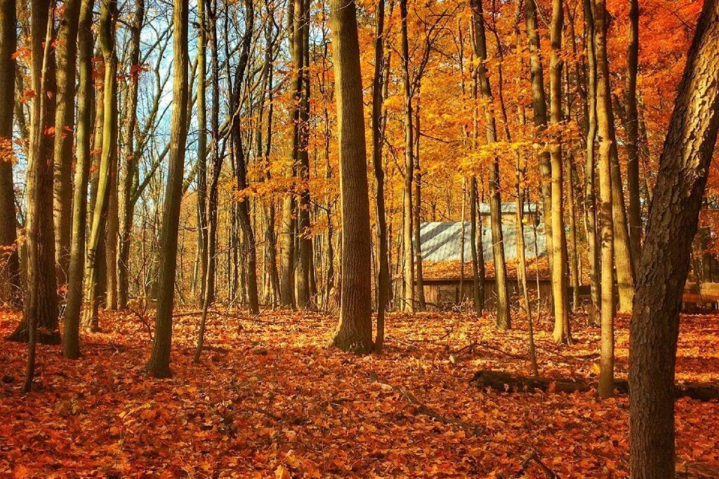 How to Open a Dispensary in Michigan