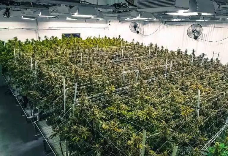 Cure8 Cultivation