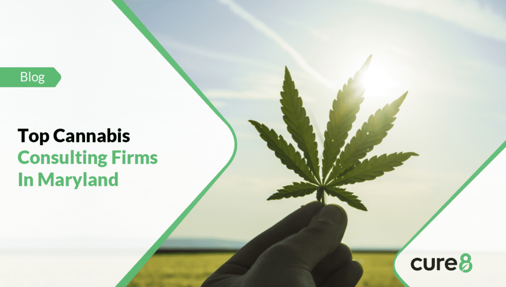 image about Cannabis Consulting Firms In Maryland which represents cannabis leaf