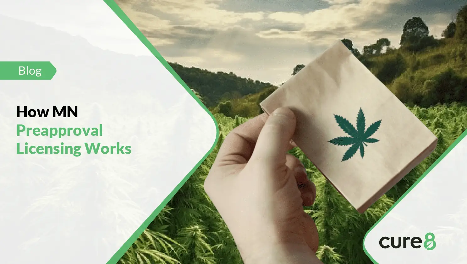 minnesota cannabis license